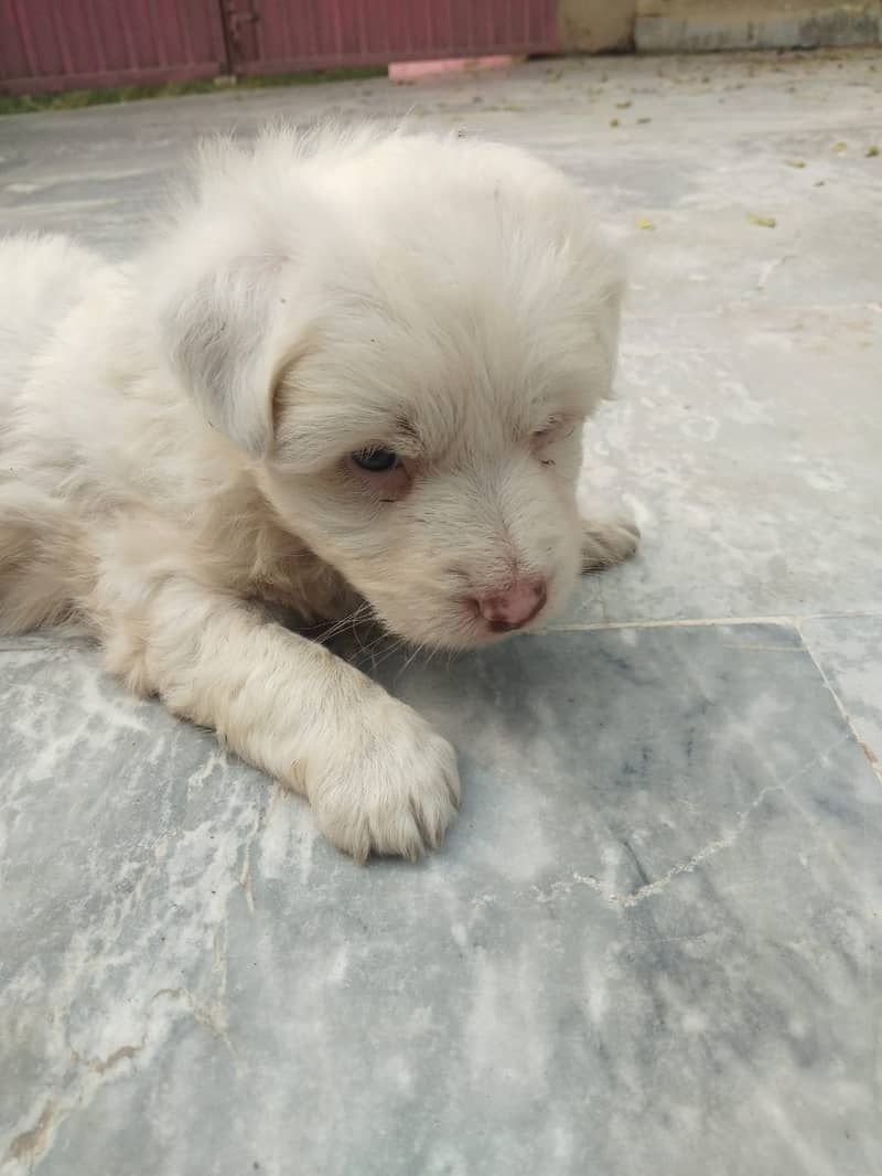 Russian Dog Available In Multan 4