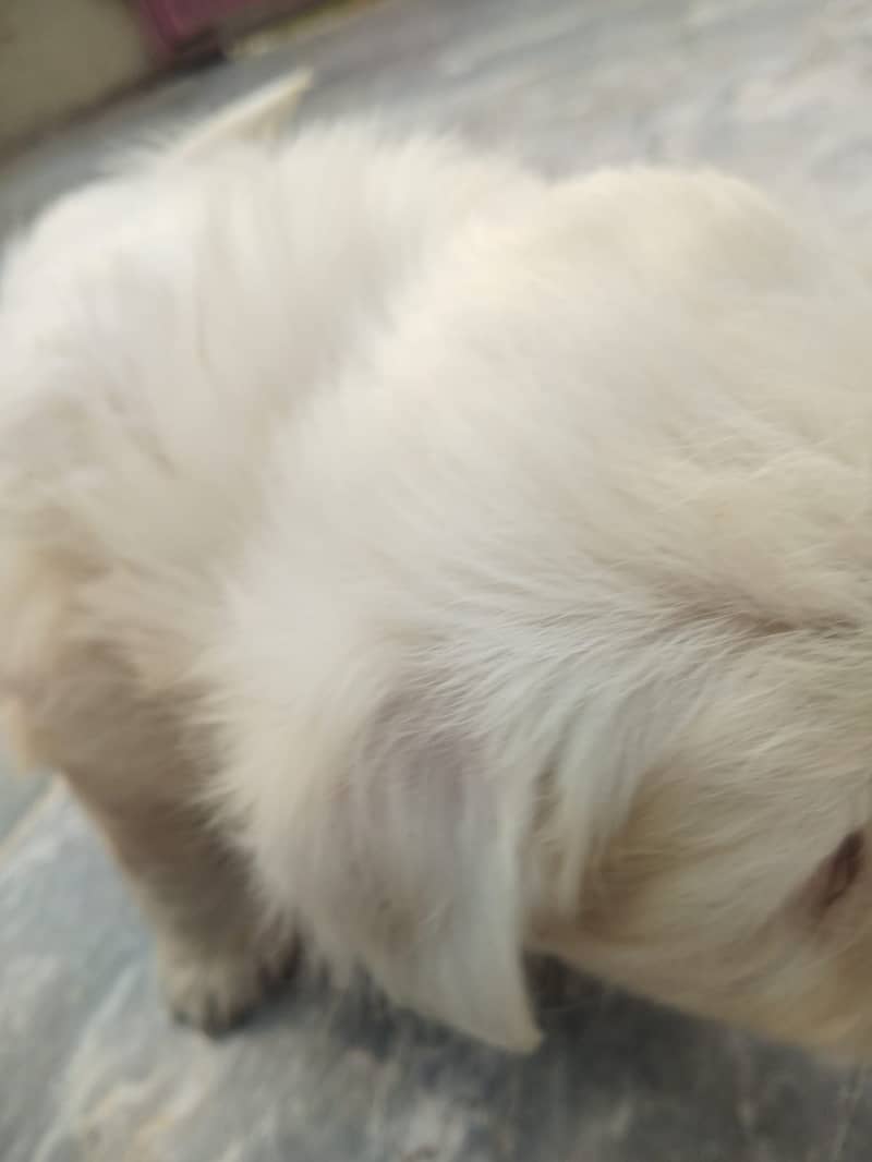 Russian Dog Available In Multan 7