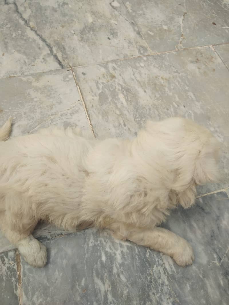 Russian Dog Available In Multan 8