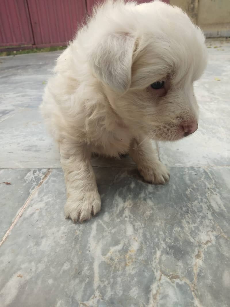 Russian Dog Available In Multan 9