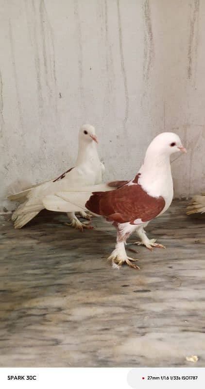 breeder pair. beautiful colour. 1 pair price is 2800 0