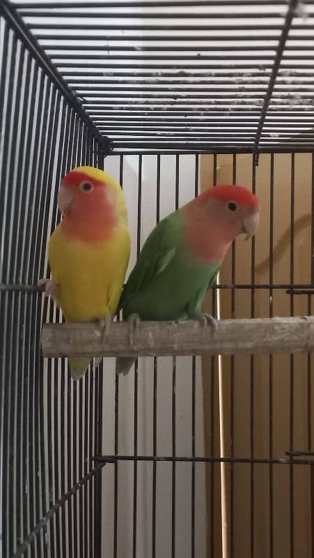 Love birds 1