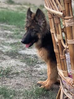 German shephered/GSD/ german shephered long coat/Gsd long coat