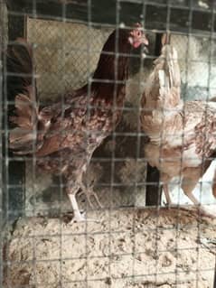 Pure desi hens for sale