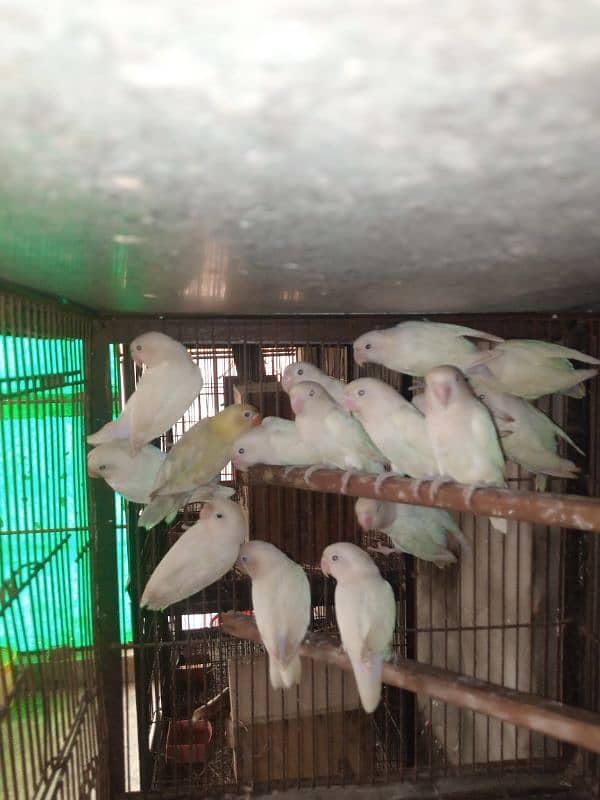 albino love birds 0