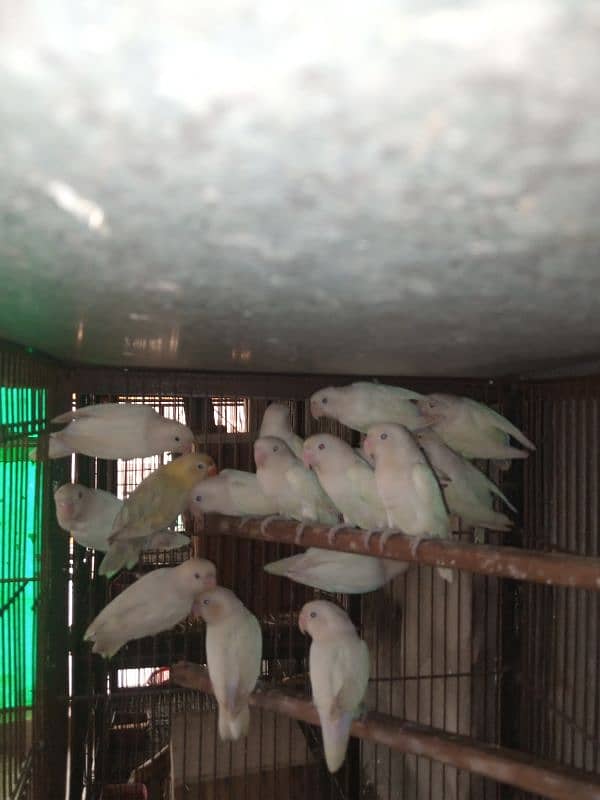 albino love birds 1