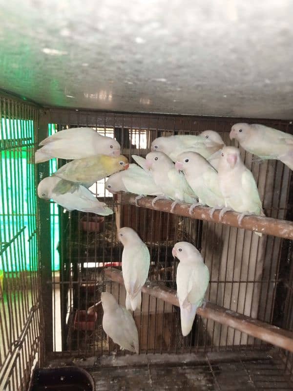 albino love birds 2