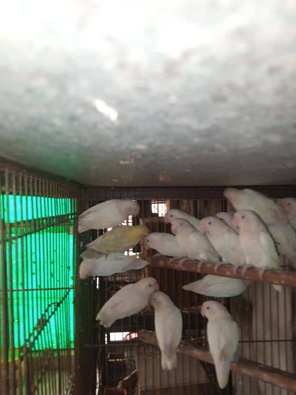 albino love birds 3