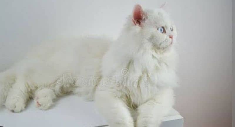 Blue Eye female cat 1