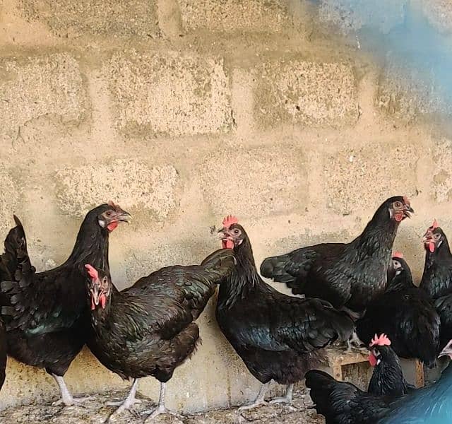 Australorp Hen Desi Murghi Andy dene wali 6