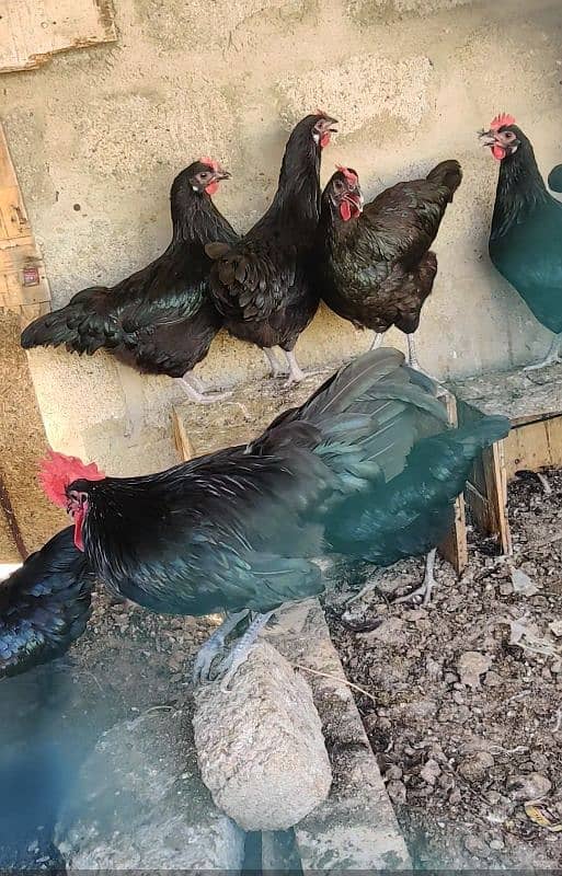 Australorp Hen Desi Murghi Andy dene wali 7