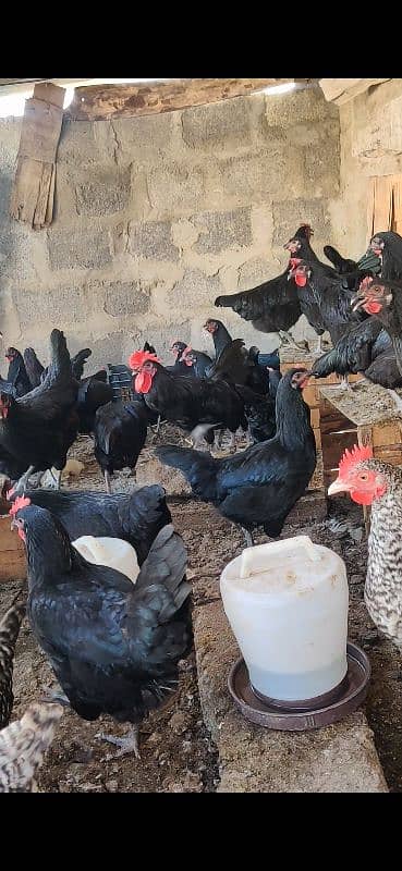 Australorp Hen Desi Murghi Andy dene wali 8