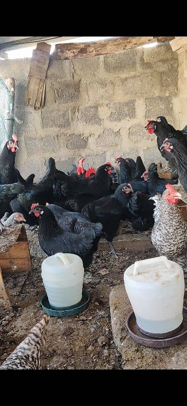 Australorp Hen Desi Murghi Andy dene wali 9