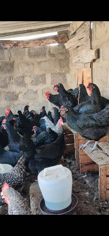 Australorp Hen Desi Murghi Andy dene wali 10