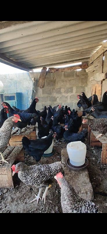 Australorp Hen Desi Murghi Andy dene wali 11