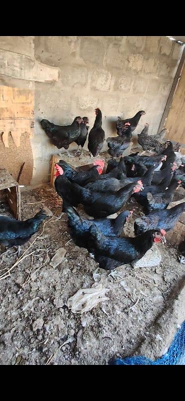 Australorp Hen Desi Murghi Andy dene wali 13