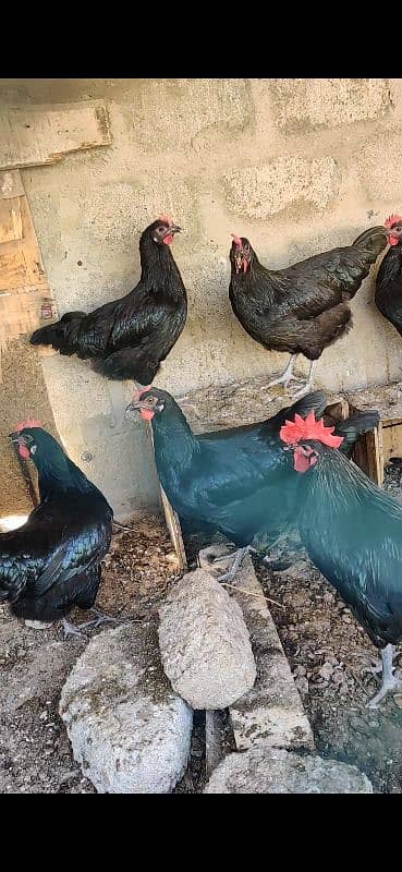 Australorp Hen Desi Murghi Andy dene wali 14