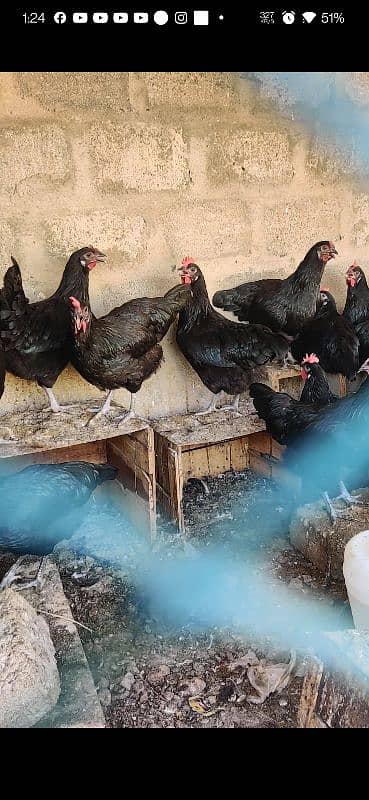 Australorp Hen Desi Murghi Andy dene wali 15