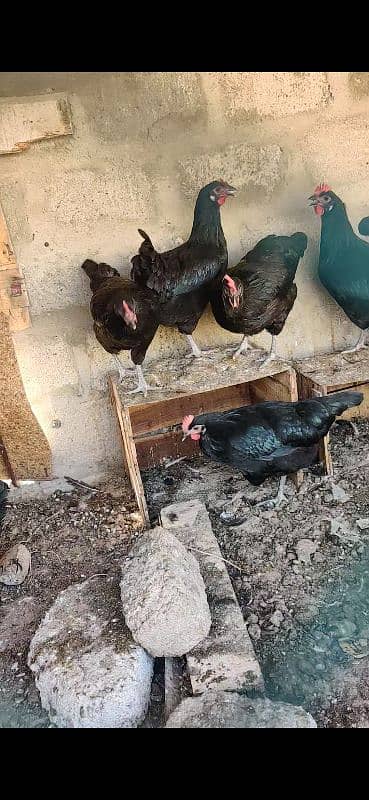 Australorp Hen Desi Murghi Andy dene wali 16