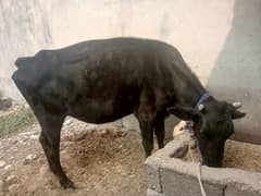 cow for sale