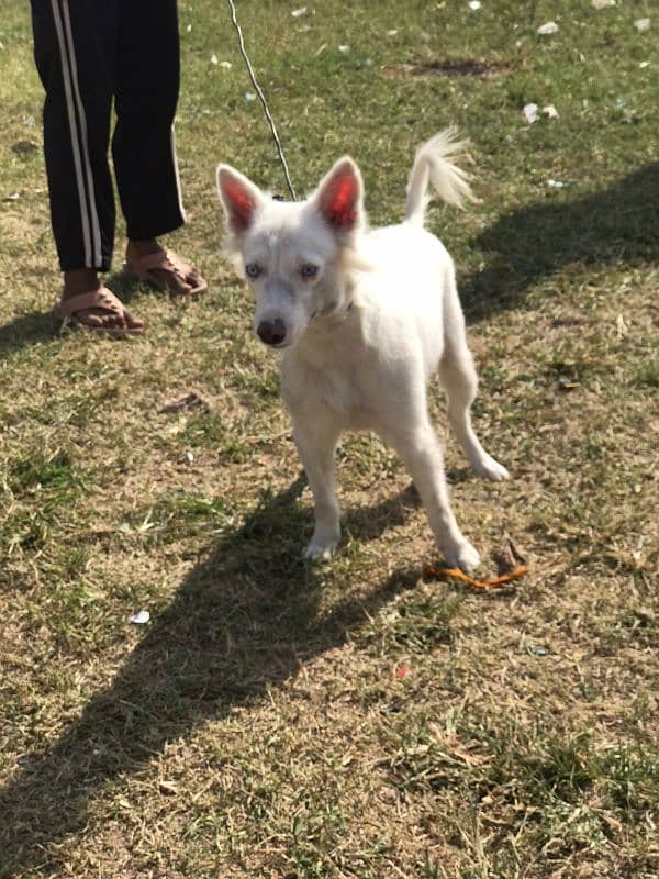 dog for sale good dog pasta nasil 4