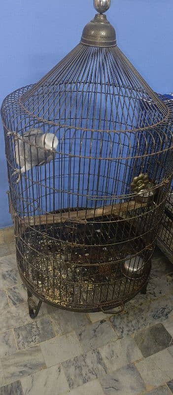 Grey parrot with cage 1