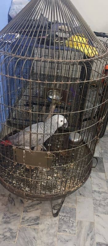 Grey parrot with cage 2