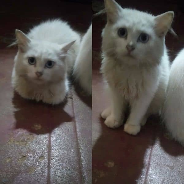 persain kittens for sale 4