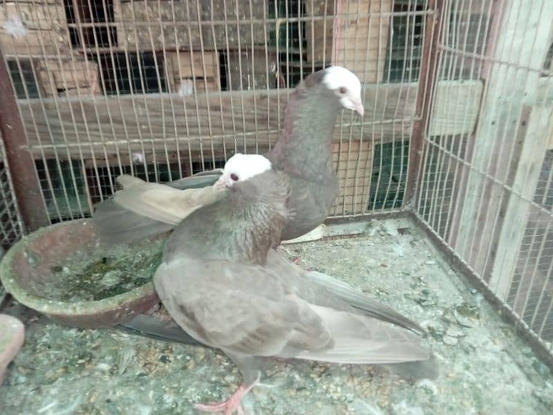 Mukhi/mokhi/mokhe kabootar/fancy pigeon,kabutar 0