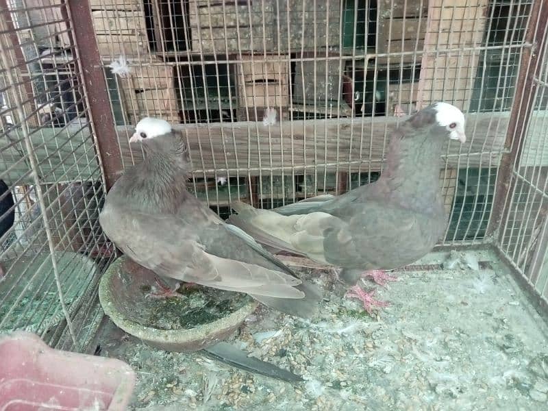 Mukhi/mokhi/mokhe kabootar/fancy pigeon,kabutar 1