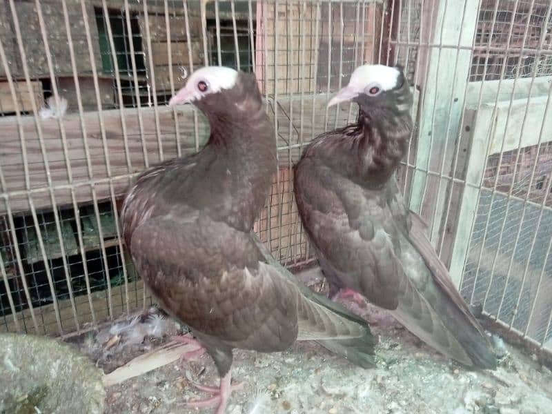 Mukhi/mokhi/mokhe kabootar/fancy pigeon,kabutar 3