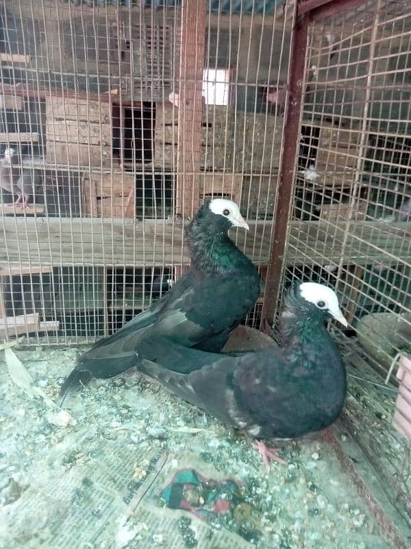 Mukhi/mokhi/mokhe kabootar/fancy pigeon,kabutar 4