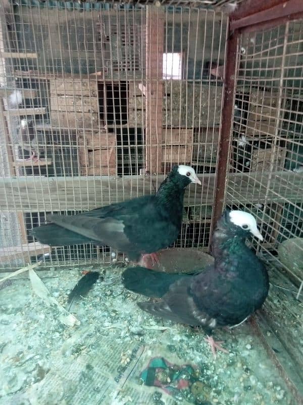 Mukhi/mokhi/mokhe kabootar/fancy pigeon,kabutar 5