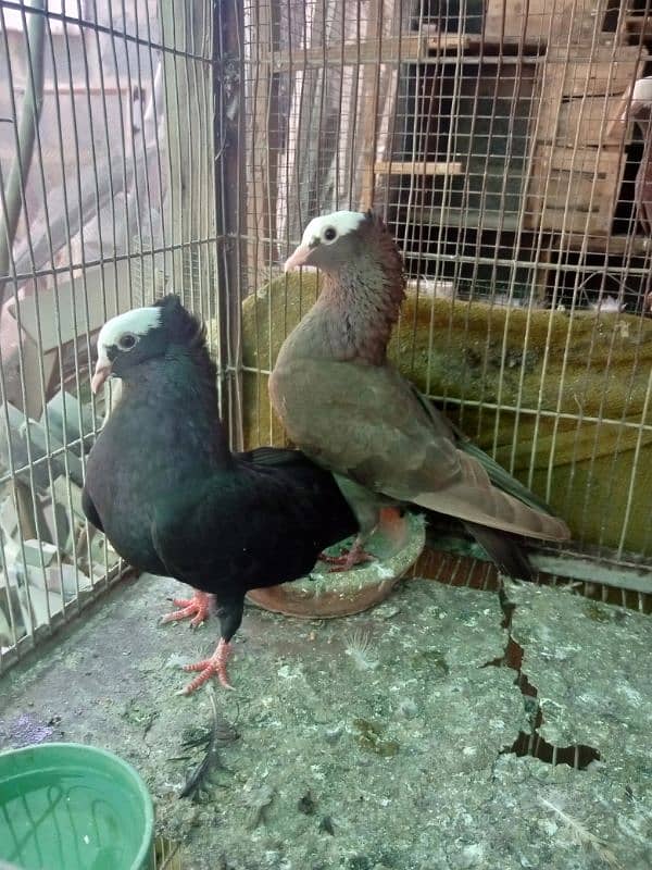 Mukhi/mokhi/mokhe kabootar/fancy pigeon,kabutar 7