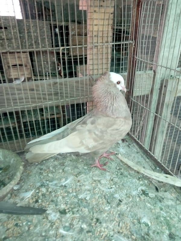 Mukhi/mokhi/mokhe kabootar/fancy pigeon,kabutar 11