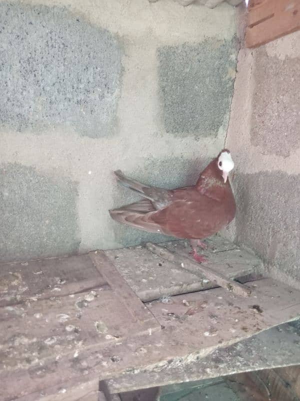 Mukhi/mokhi/mokhe kabootar/fancy pigeon,kabutar 13