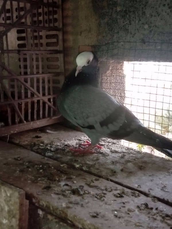 Mukhi/mokhi/mokhe kabootar/fancy pigeon,kabutar 14