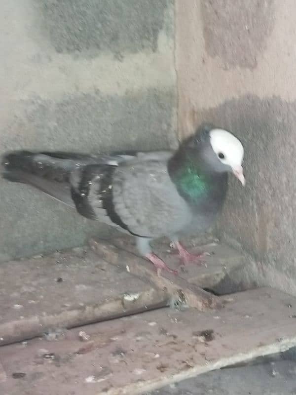 Mukhi/mokhi/mokhe kabootar/fancy pigeon,kabutar 15