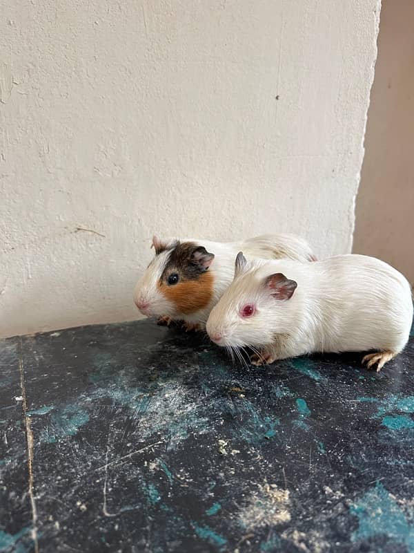 Guinea Pig 2