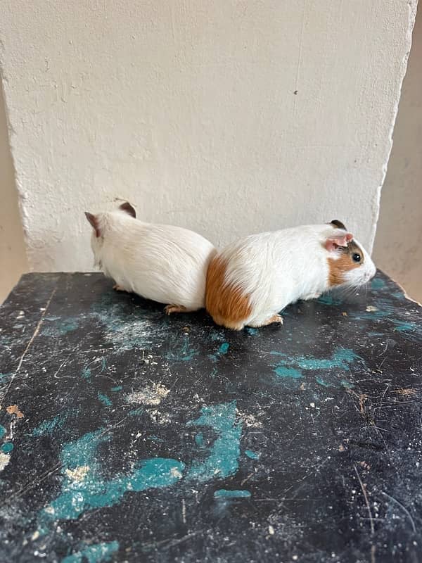 Guinea Pig 3