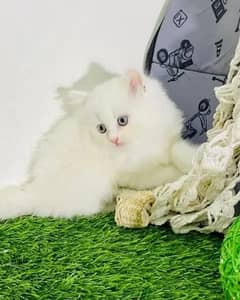 Persian kittens | triple Coated | Punch Face kittens For Sale