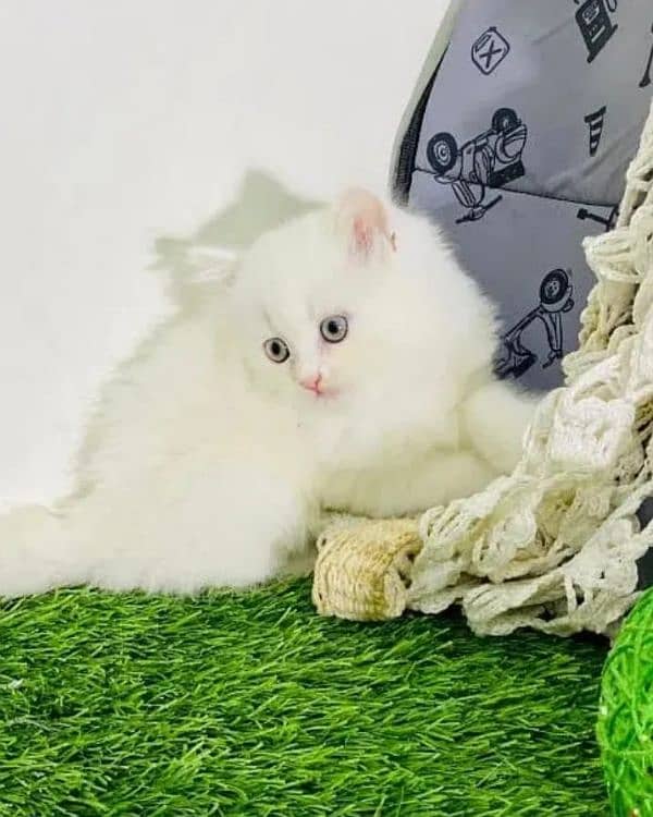 Persian kittens | triple Coated | Punch Face kittens For Sale 1