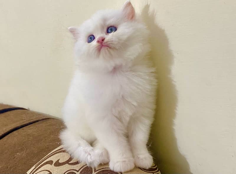 blue eyes male kitten available 0