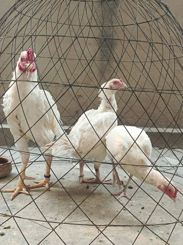 White Paper Heera /  Pure High Quality Heera/ jawa aseel hens for sale 8