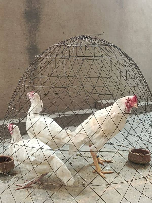 White Paper Heera /  Pure High Quality Heera/ jawa aseel hens for sale 9