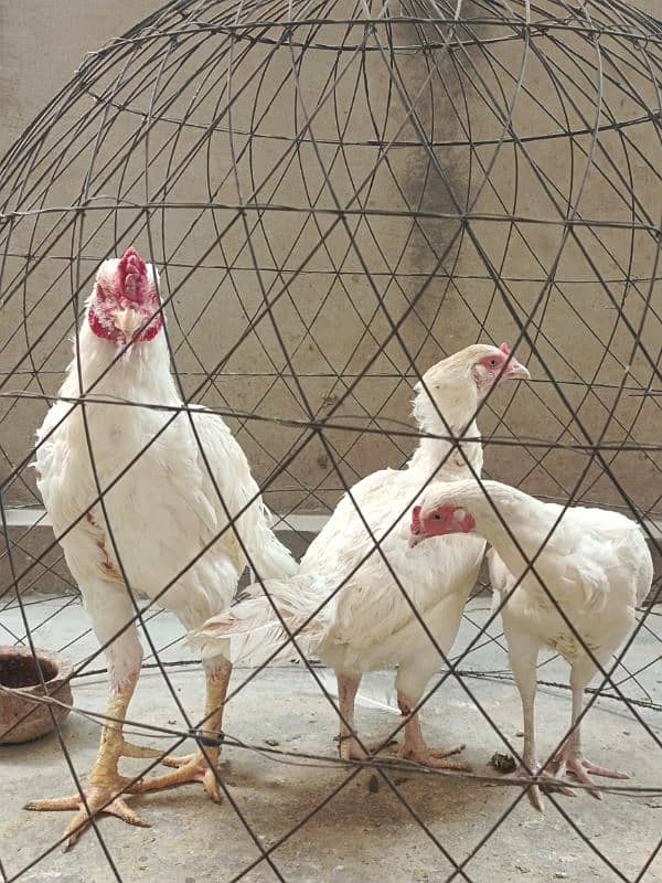 White Paper Heera /  Pure High Quality Heera/ jawa aseel hens for sale 10