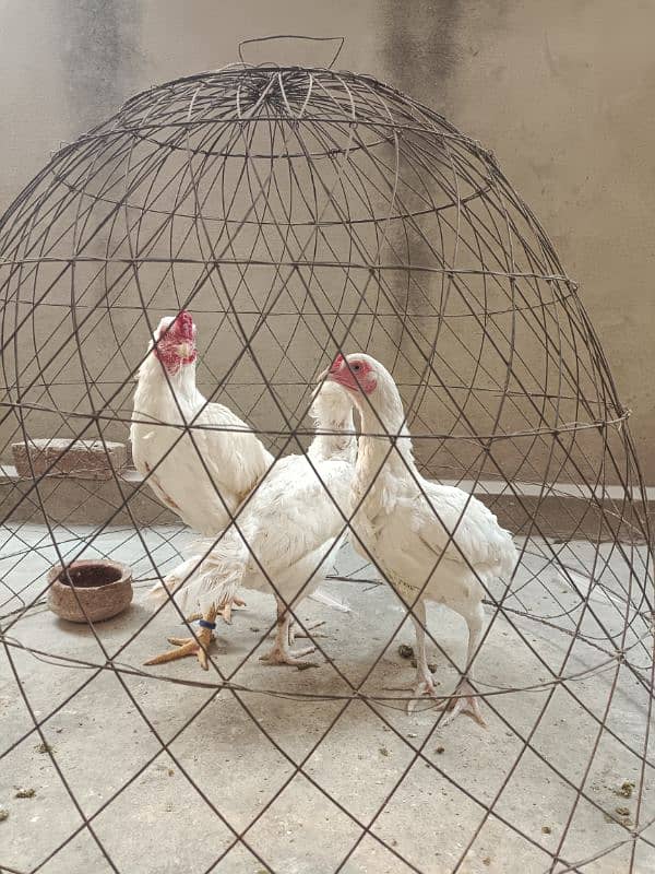 White Paper Heera /  Pure High Quality Heera/ jawa aseel hens for sale 11