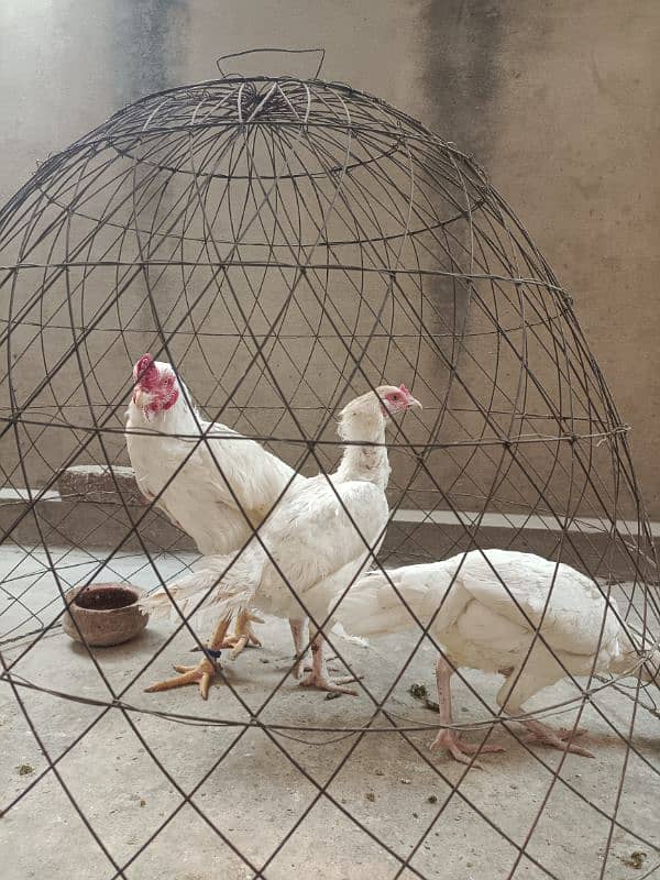 White Paper Heera /  Pure High Quality Heera/ jawa aseel hens for sale 13