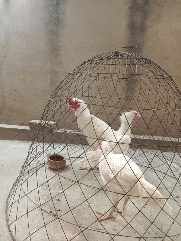 White Paper Heera /  Pure High Quality Heera/ jawa aseel hens for sale 14