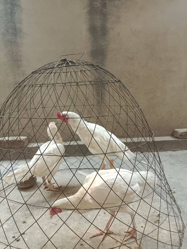 White Paper Heera /  Pure High Quality Heera/ jawa aseel hens for sale 15